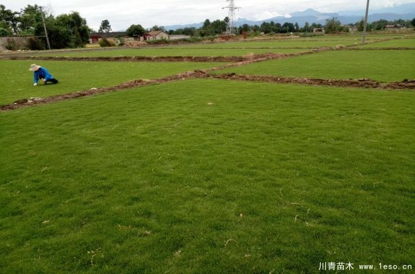 臺(tái)灣2號(hào)草坪 臺(tái)灣2號(hào)草坪