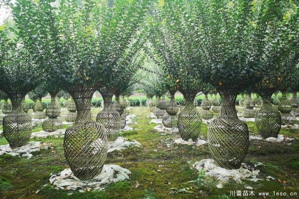 紫薇花瓶 紫薇花瓶